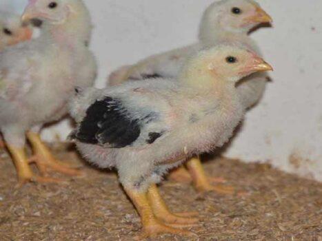 Vietnam Airlines sẽ có 62 Thế giới cá cược đỉnh cao tại 58WIN một tuần đến Nhật