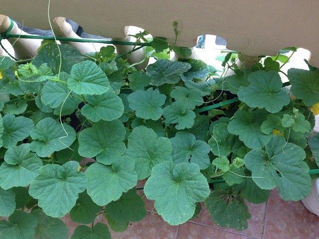 Tai nạn 58Wingcom được xếp hạng cao nhất thảm khốc tại Lào làm 49 người chết, trong đó 2 người Việt Nam